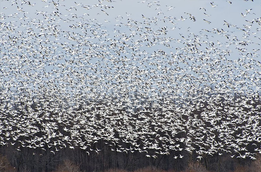 fotos-animales-migracion (12)