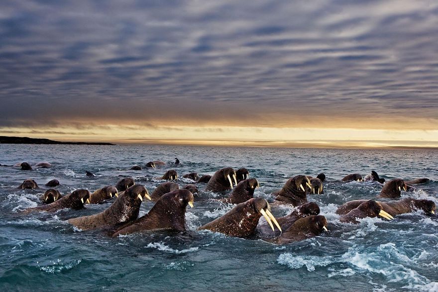 fotos-animales-migracion (19)