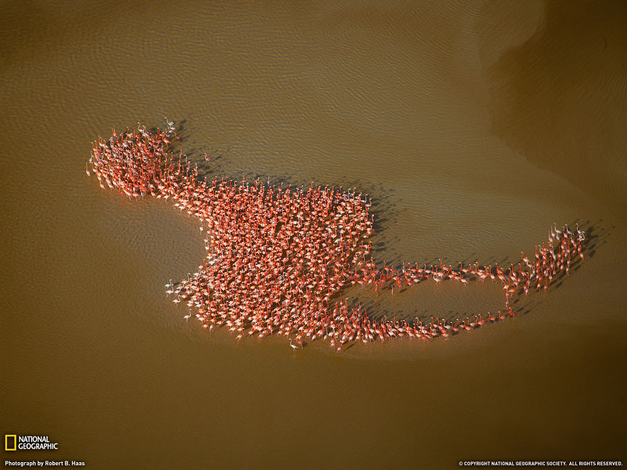 fotos-animales-migracion (3)