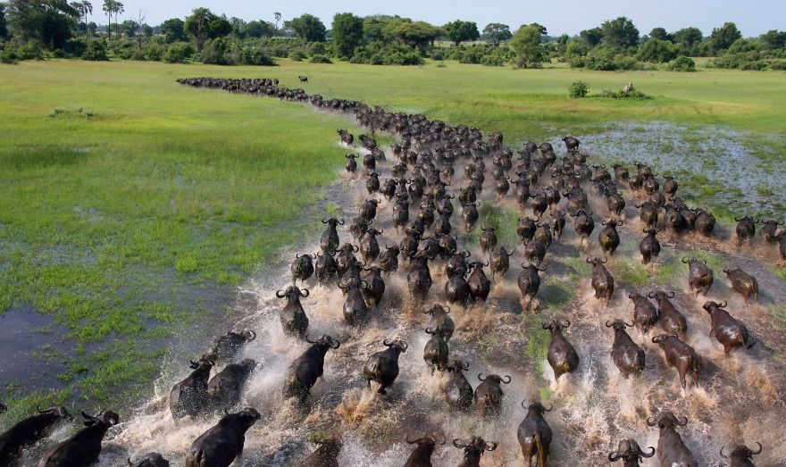 fotos-animales-migracion (7)