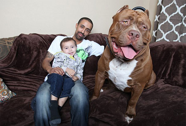 Este perro de casi 80 kilos es el pitbull más grande del mundo y