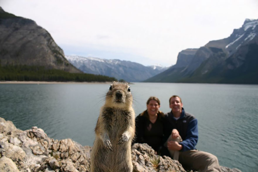 animales-photobomb-divertido (1)