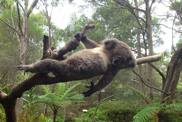 fotos-divertidas-animales-posando (44)