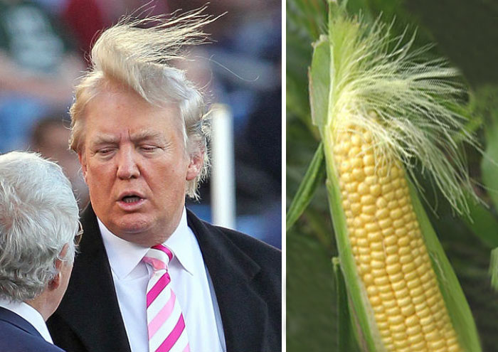 parecidos-razonables-donald-trump-19.jpg (700×495)