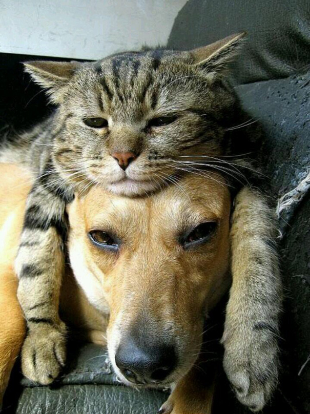 amistad-perros-gatos (17)