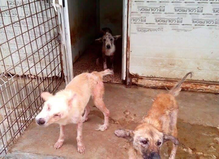 tuit-ricky-gervais-ayuda-refugio-perros-k9-angels (7)