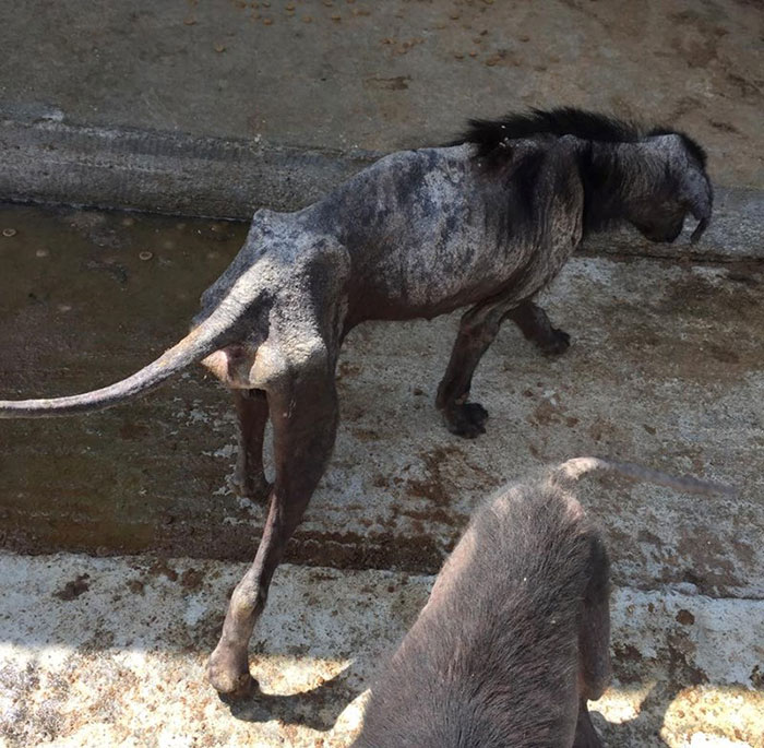 tuit-ricky-gervais-ayuda-refugio-perros-k9-angels (9)