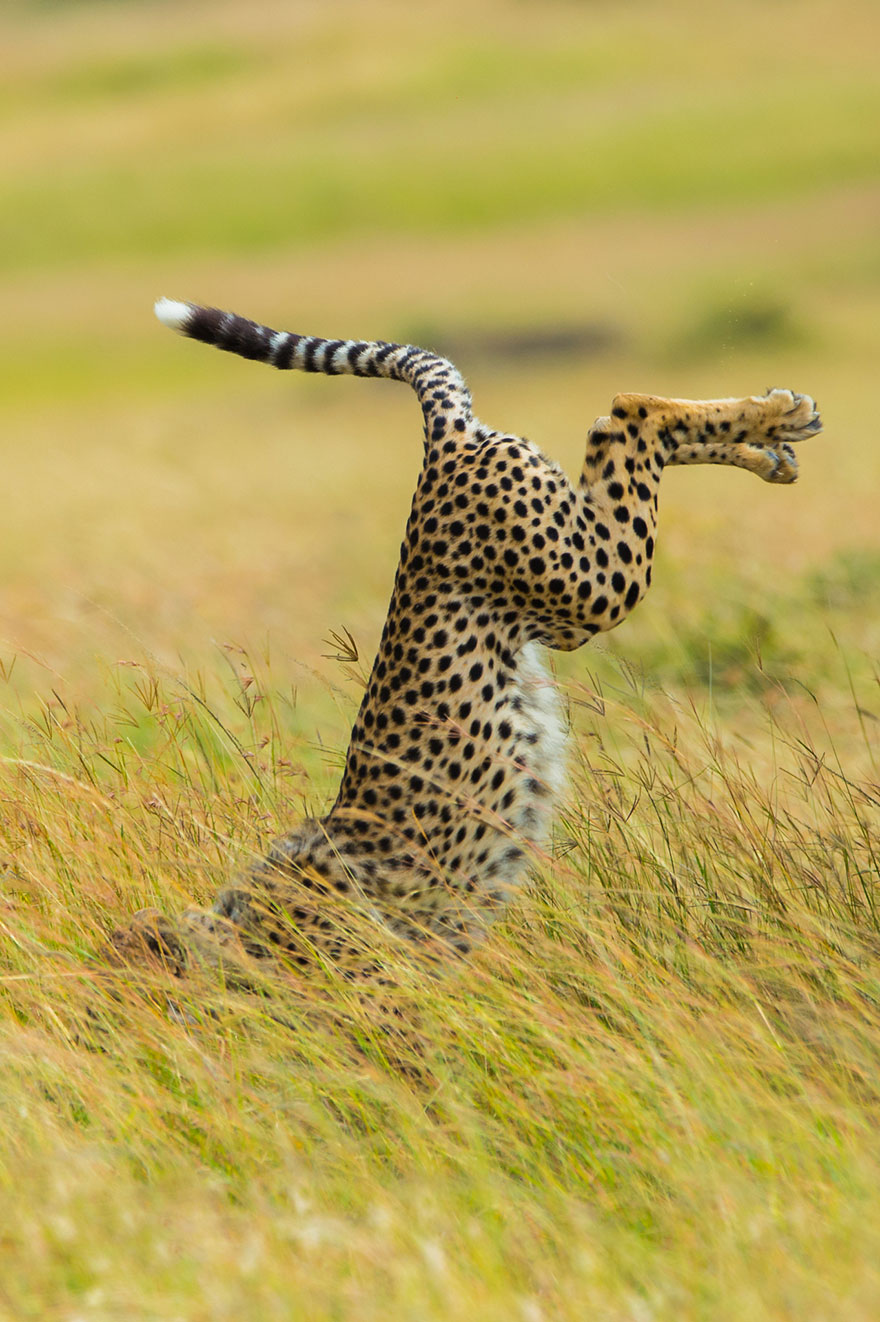 ganadores-premios-fotogradia-comedy-wildlife-2015 (12)