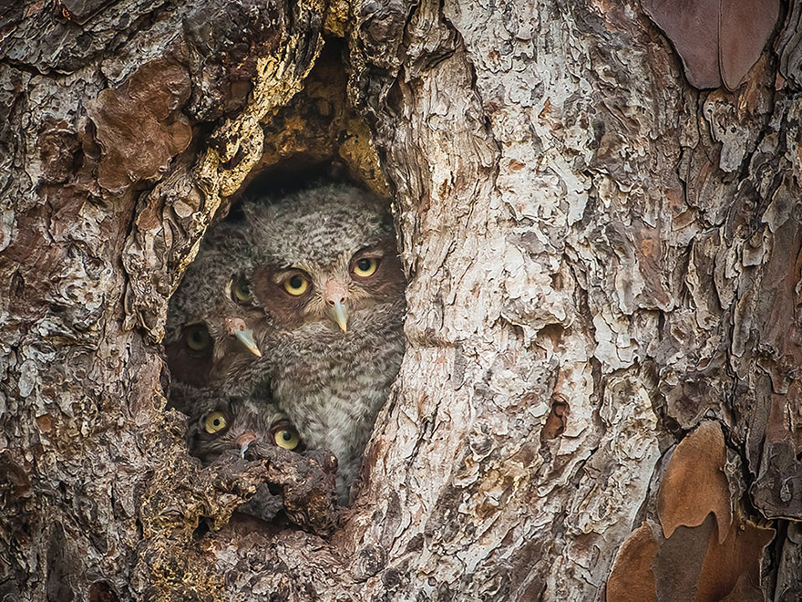 ganadores-premios-fotogradia-comedy-wildlife-2015 (5)