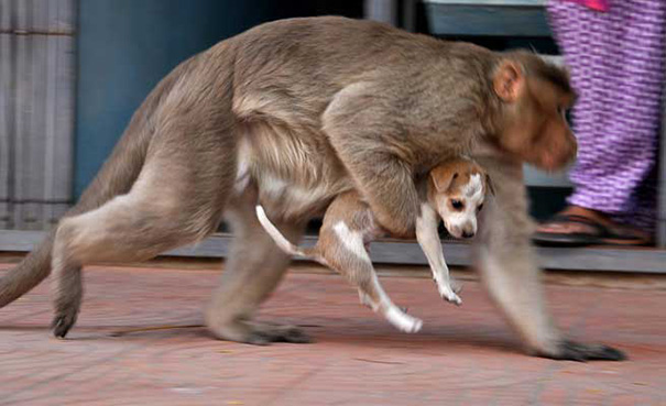 mono-adopta-cachorro-perro-india-8.jpg (605×369)