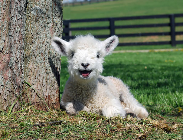 animales-con-sonrisa (16)