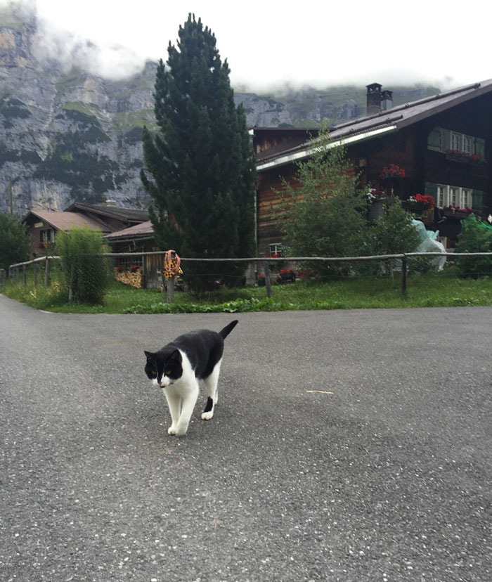 gato-guia-turista-perdido-gimmelwald-suiza (3)