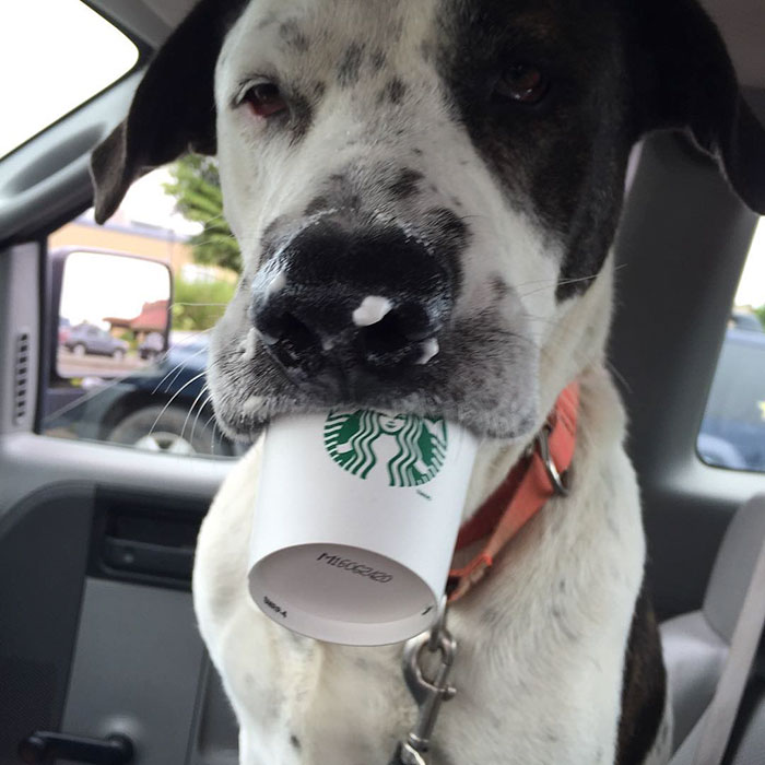 perros-refugio-tomando-puppuccino-starbucks (1)