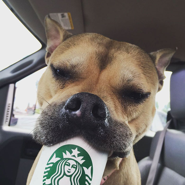 perros-refugio-tomando-puppuccino-starbucks (2)