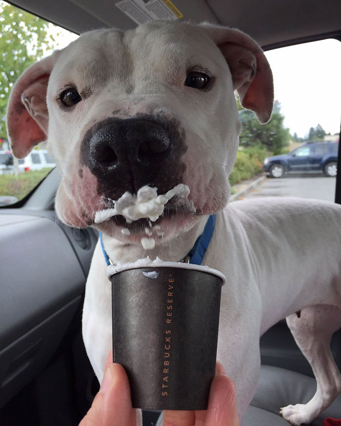 perros-refugio-tomando-puppuccino-starbucks (3)