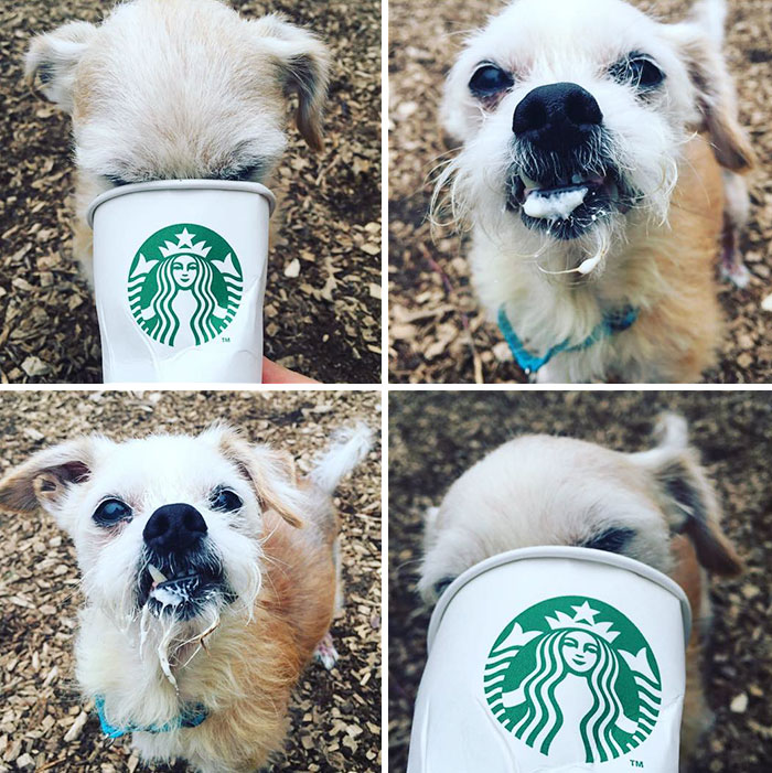 perros-refugio-tomando-puppuccino-starbucks (4)