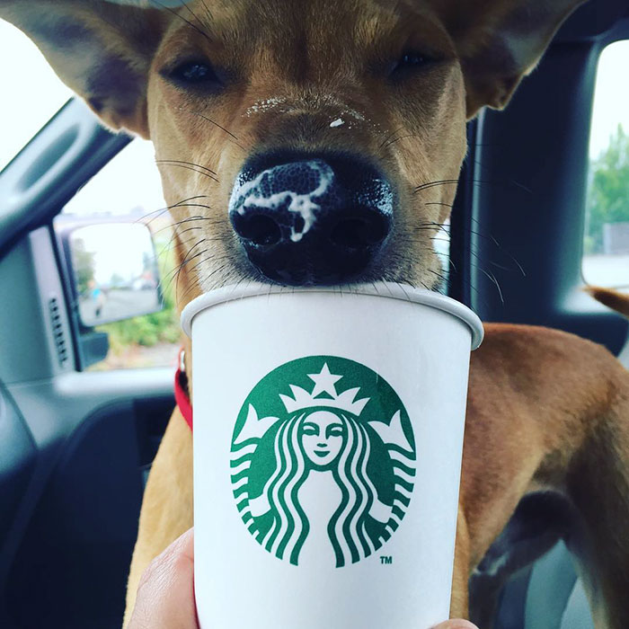 perros-refugio-tomando-puppuccino-starbucks (5)