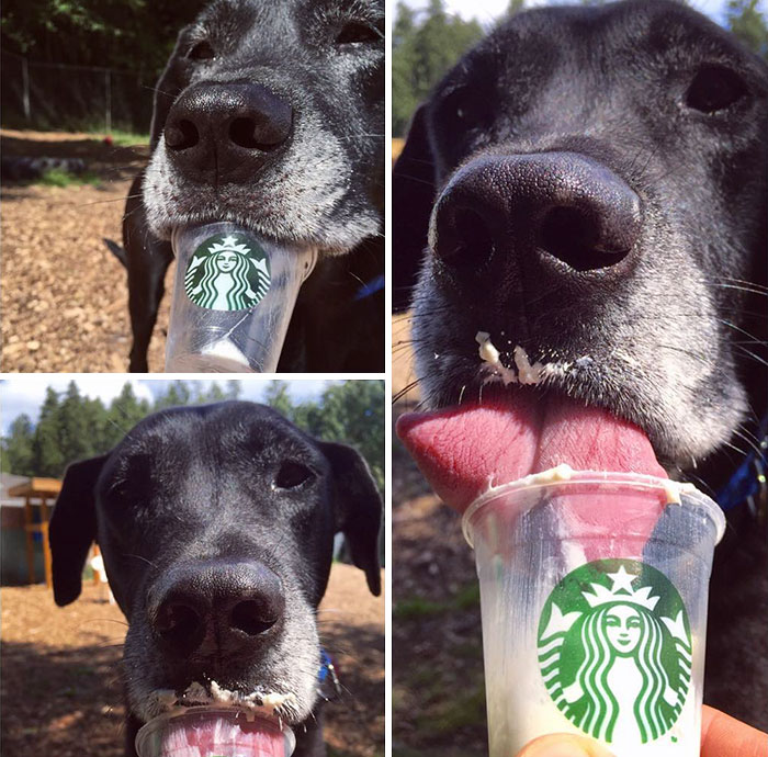 perros-refugio-tomando-puppuccino-starbucks (6)