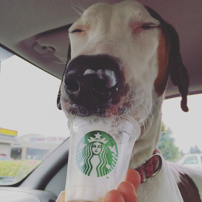 perros-refugio-tomando-puppuccino-starbucks (7)