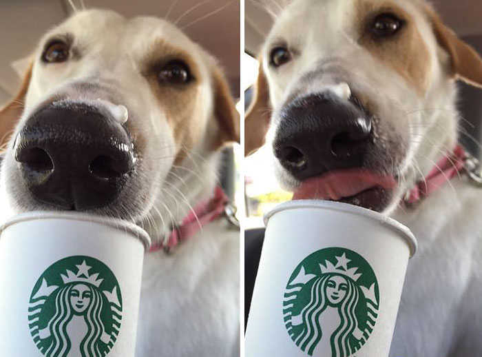 perros-refugio-tomando-puppuccino-starbucks (8)