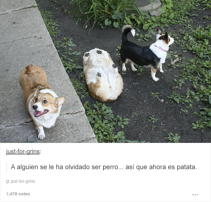 tumblrdogs01