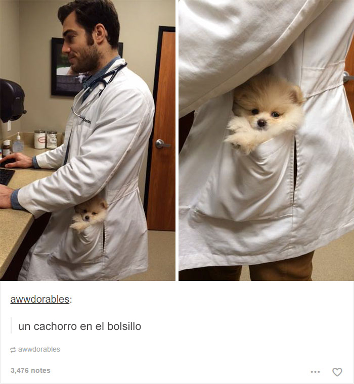 tumblrdogs02