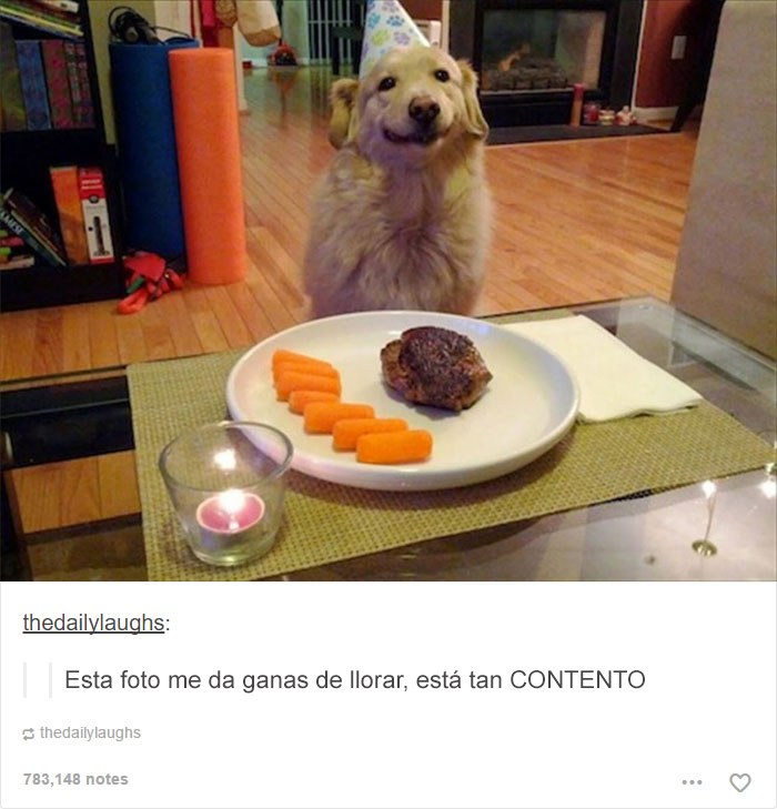 tumblrdogs03