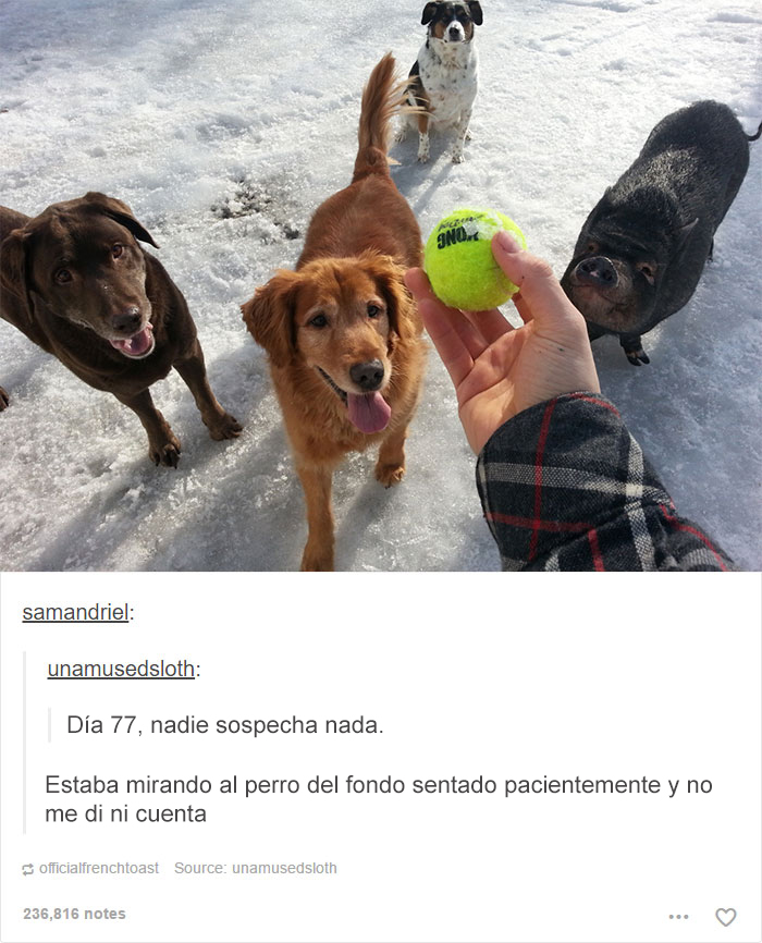 tumblrdogs04