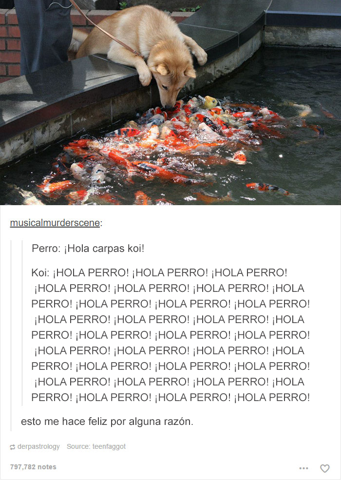 tumblrdogs05