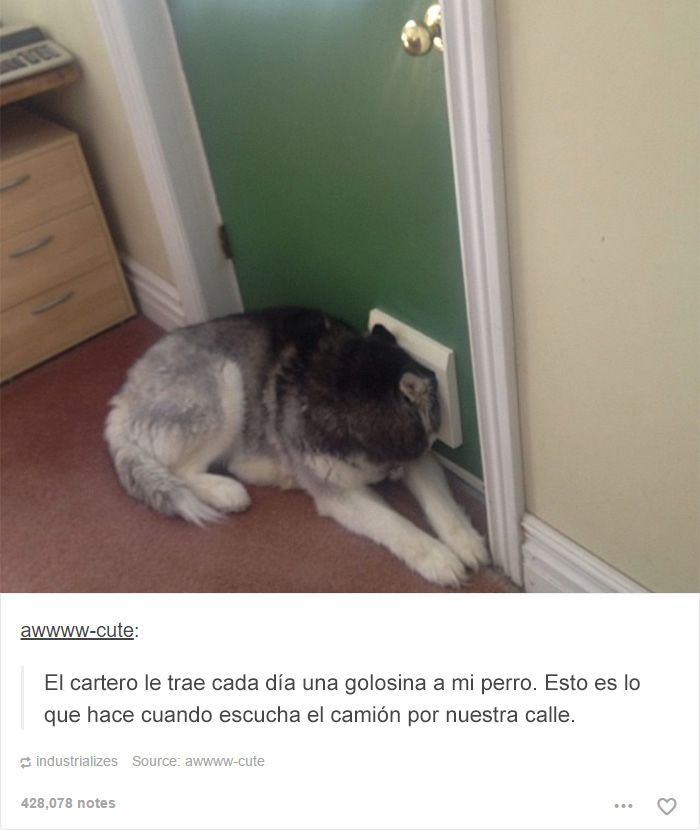 tumblrdogs07