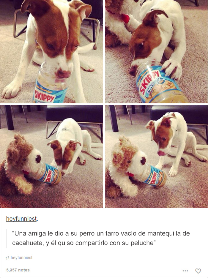 tumblrdogs08