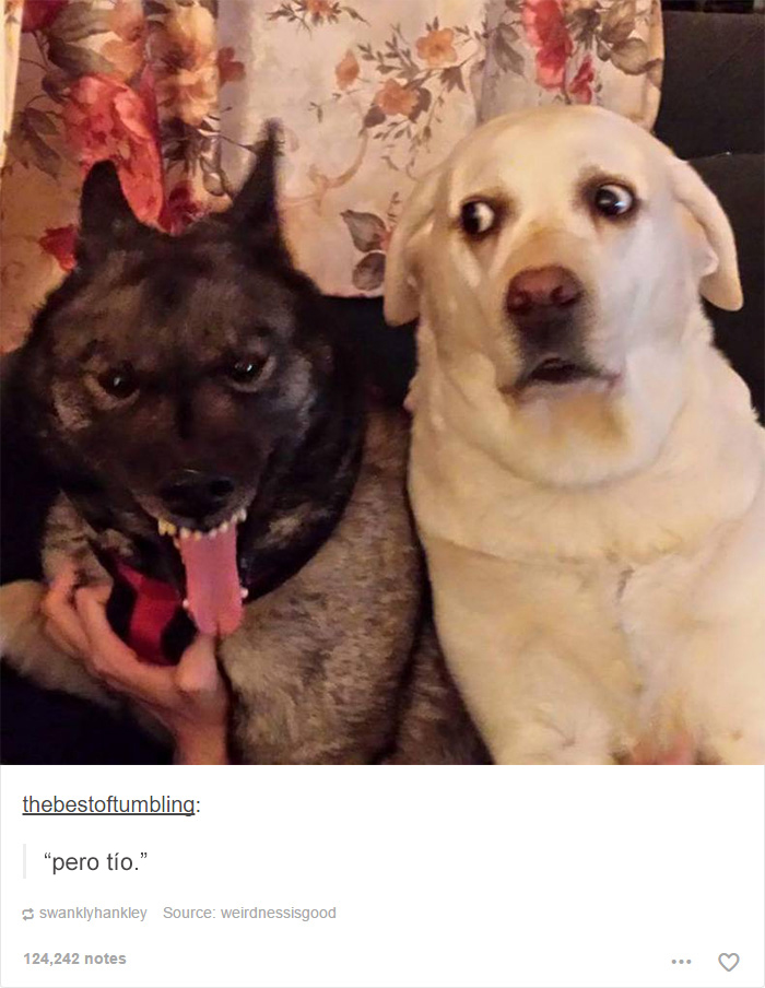 tumblrdogs10