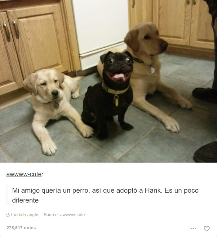 tumblrdogs11