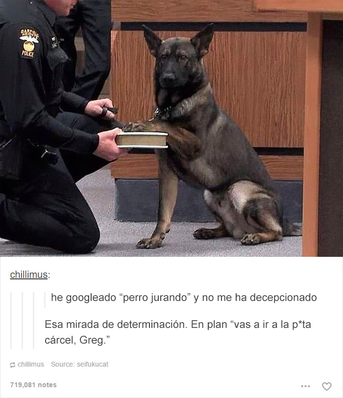 tumblrdogs12