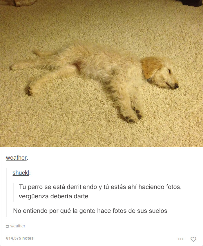 tumblrdogs13