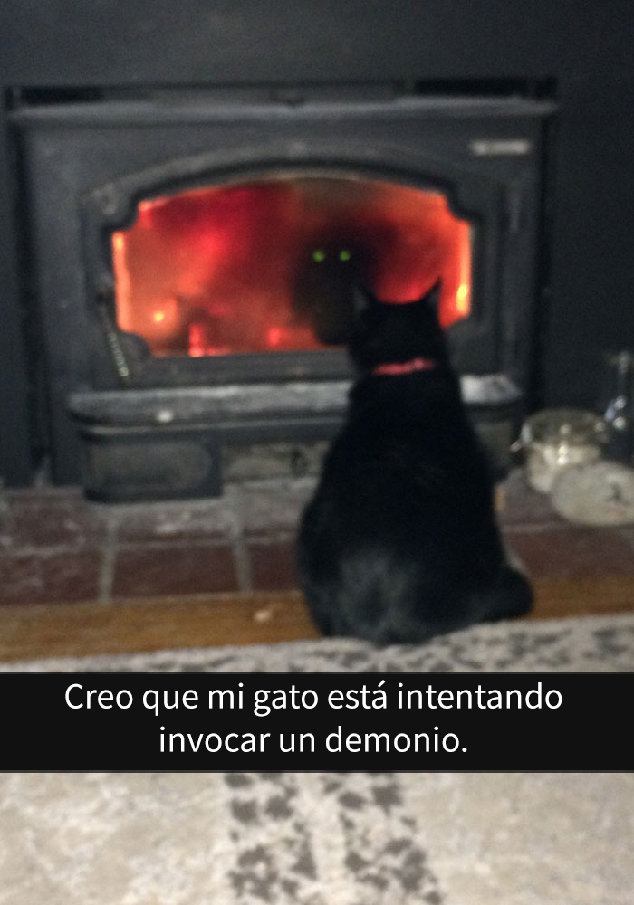 gatos-snapchat-10