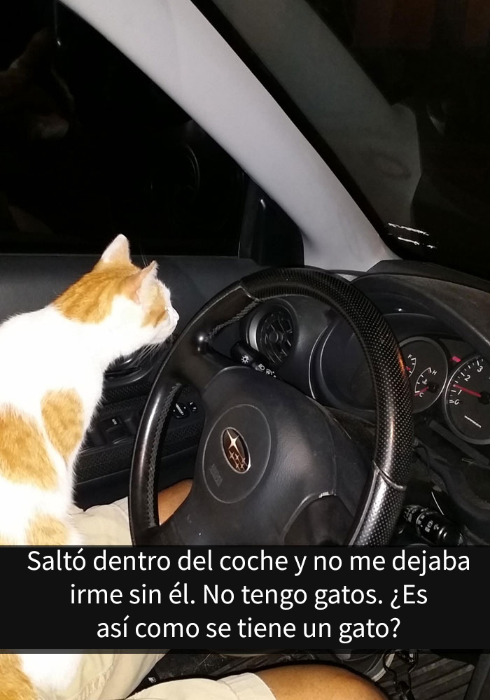 gatos-snapchat-4