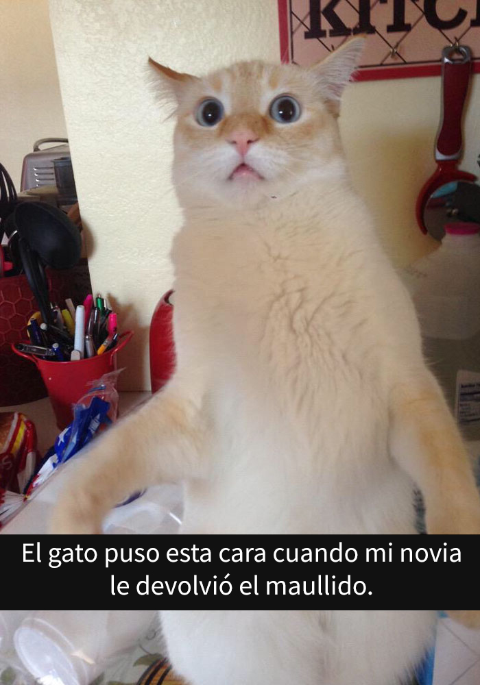 gatos-snapchat-8