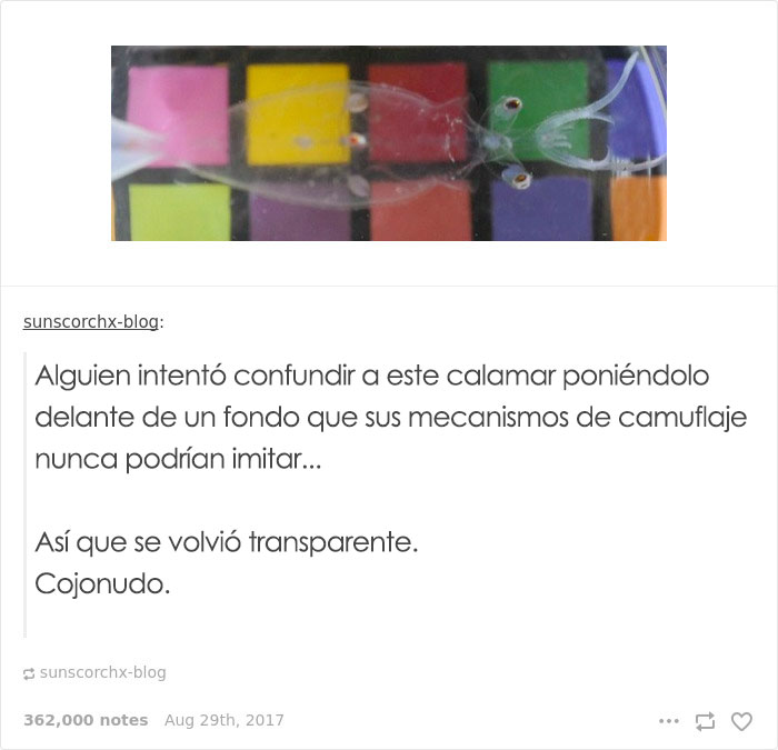 Este Calamar Sabe Qué Está Pasando