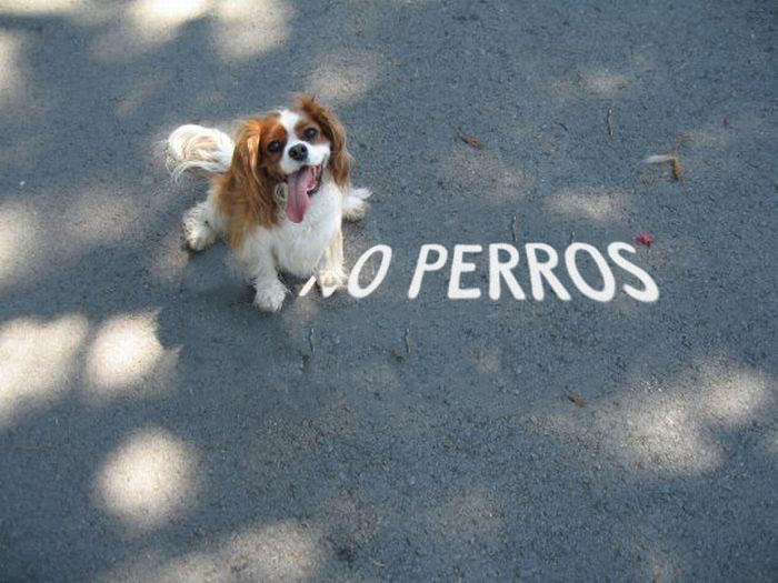 Perros Permitidos