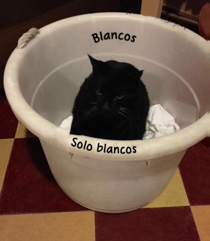 A Este Gato No Le Importa Lo Que Piense La Sociedad