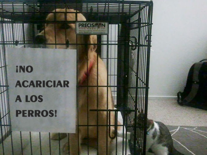 Mi Gato Es Un Rebelde