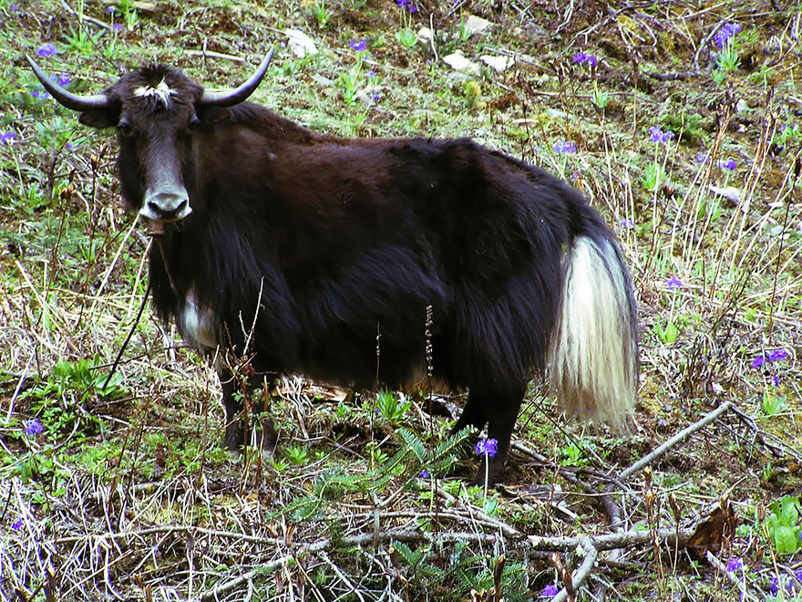 animales-hibridos-reales (13)