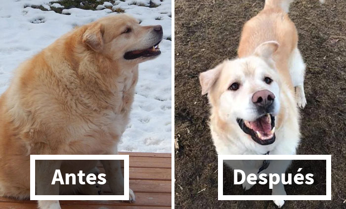 25 Mascotas gorditas que perdieron peso y ahora se ven geniales