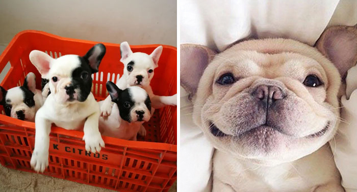 40 Simpáticos bulldogs que demuestran que los estereotipos sobre ellos son erróneos