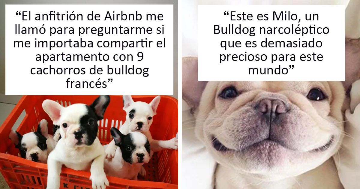 que hacer si un perro deja de respirar