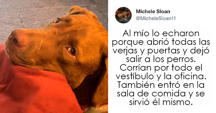 20 Perros que fueron expulsados de la guardería por divertidas razones, según cuentan sus dueños