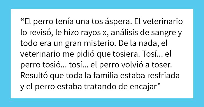 20 Dueños comparten la razón más ridícula por la que tuvieron que llevar a su mascota al veterinario