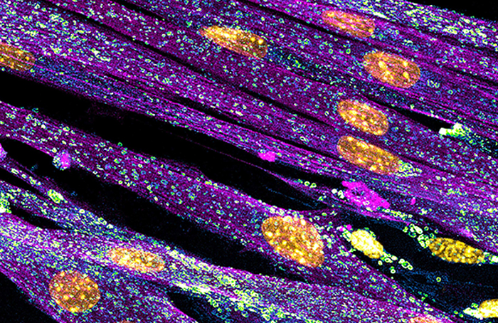 Las mejores 30 fotografías microscópicas del concurso Nikon Small World Photomicrography de 2022