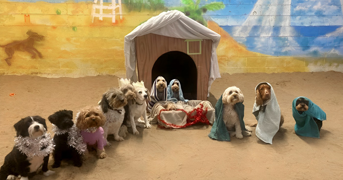 En esta guardería canina los perros también celebran la Navidad